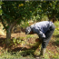 A farmer in Zabadani tends his apple orchard