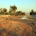A swath of forest land in Kfar Nabl after being cleared out by one of the residents. Photography by Hazzaa al-Adnan